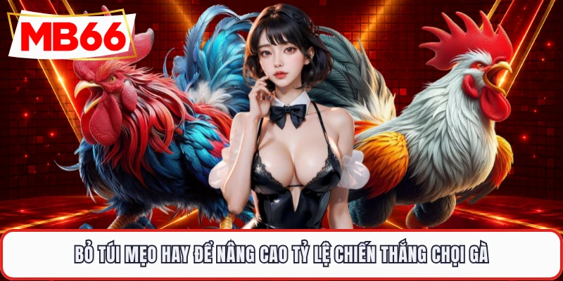 Bỏ túi mẹo hay để nâng cao tỷ lệ chiến thắng chọi gà