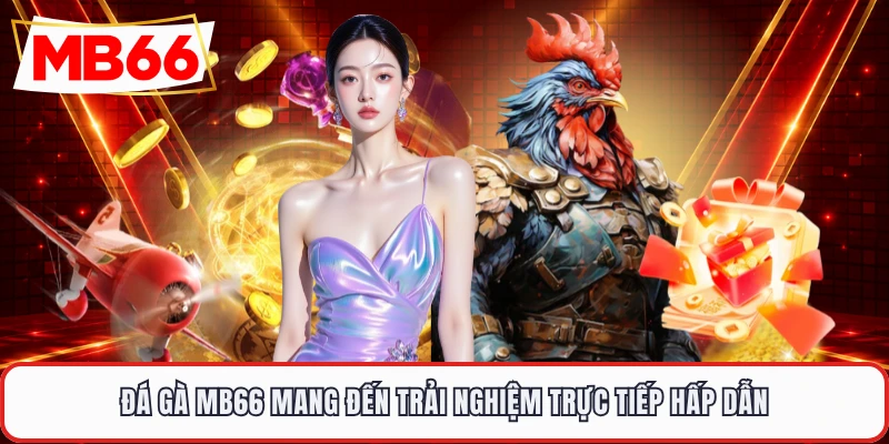 Đá gà MB66 mang đến trải nghiệm trực tiếp hấp dẫn