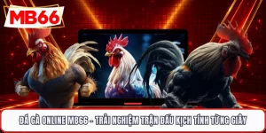 Đá Gà Online MB66 - Trải Nghiệm Trận Đấu Kịch Tính Từng Giây