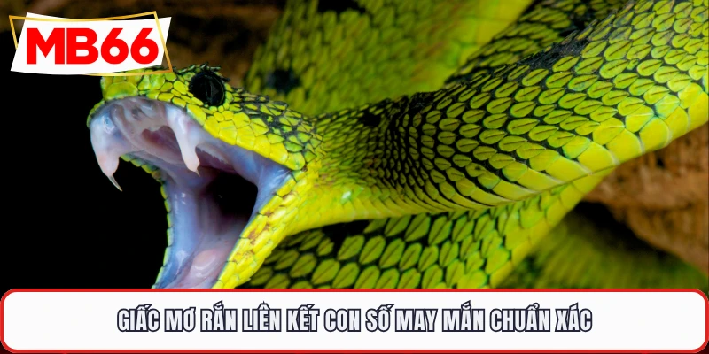 Giấc mơ rắn liên kết con số may mắn chuẩn xác