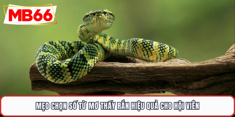 Mẹo chọn số từ mơ thấy rắn hiệu quả cho hội viên