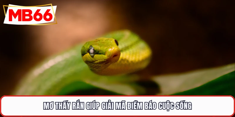 Mơ thấy rắn giúp giải mã điềm báo cuộc sống